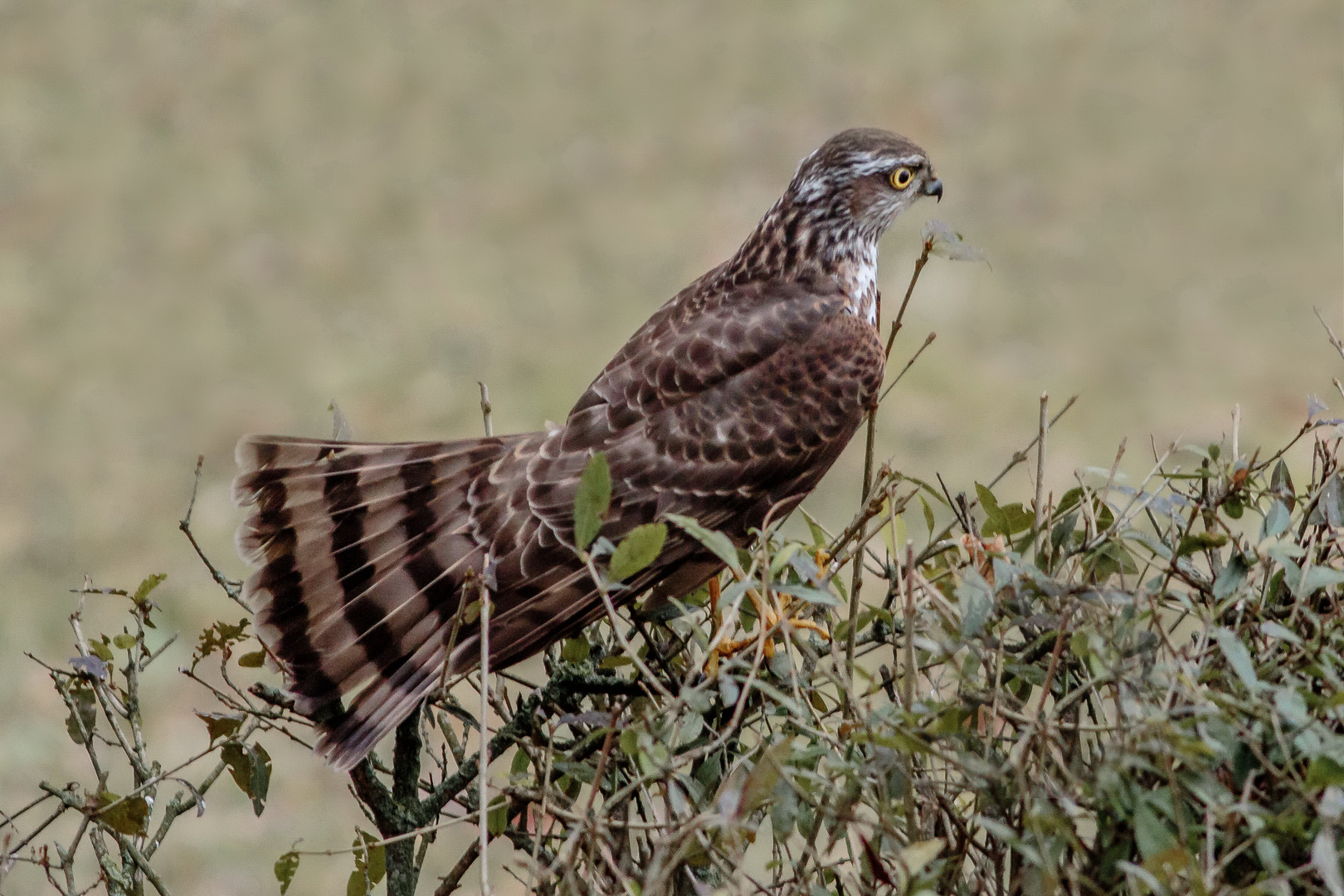 Die Jagd geht weiter