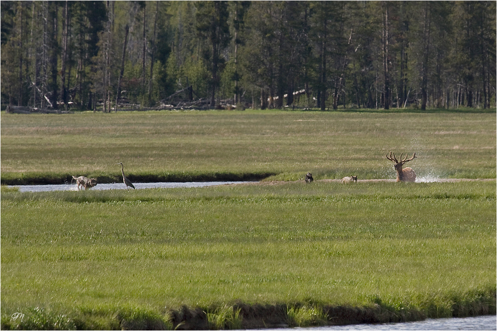 Die Jagd ist angeblasen