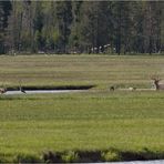 Die Jagd ist angeblasen