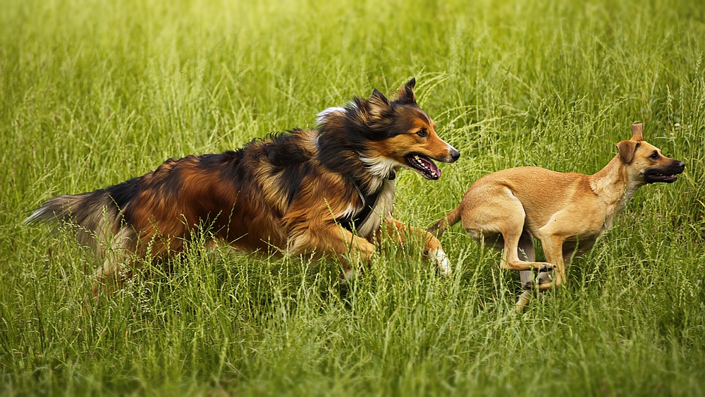 die "Jagd" ist eröffnet