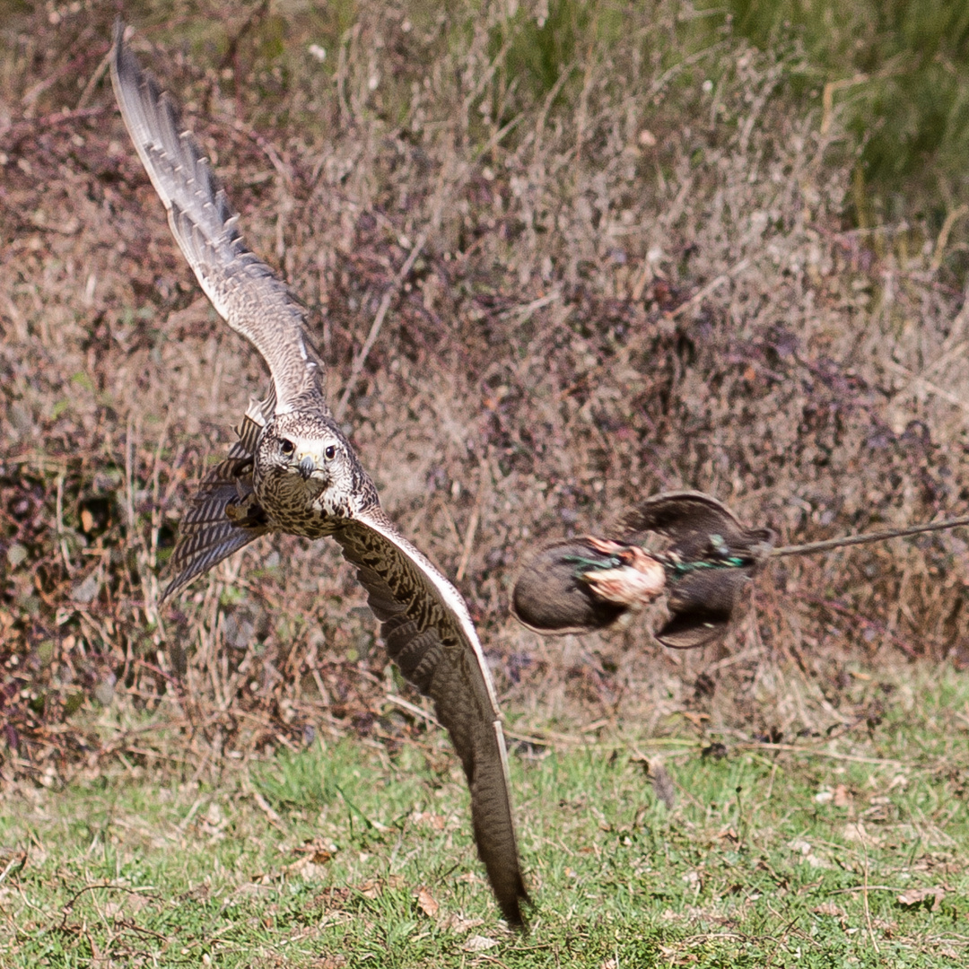 Die Jagd nach Beute_3