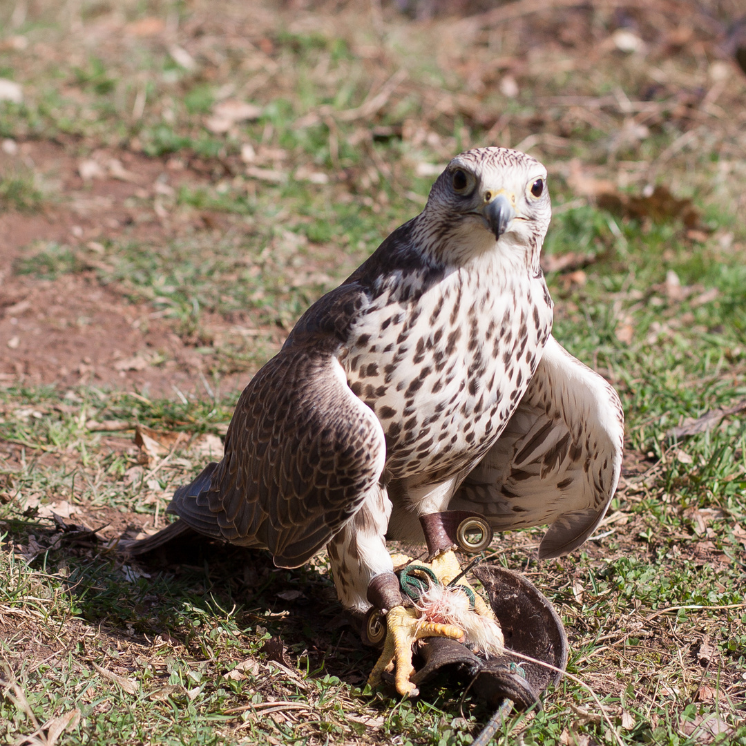 Die Jagd nach Beute_4