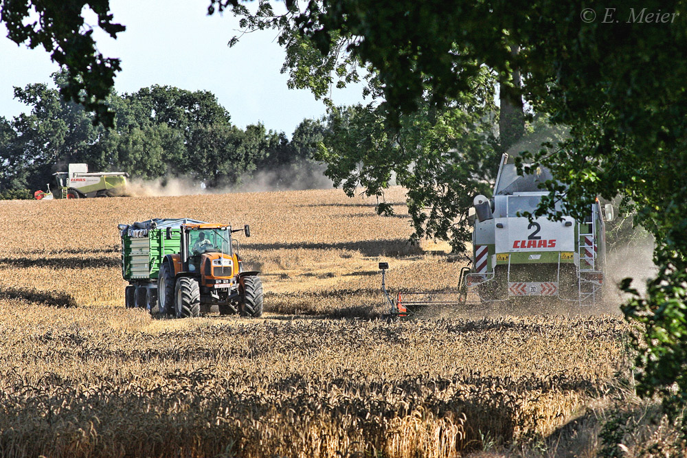 Die Jagd nach dem Korn