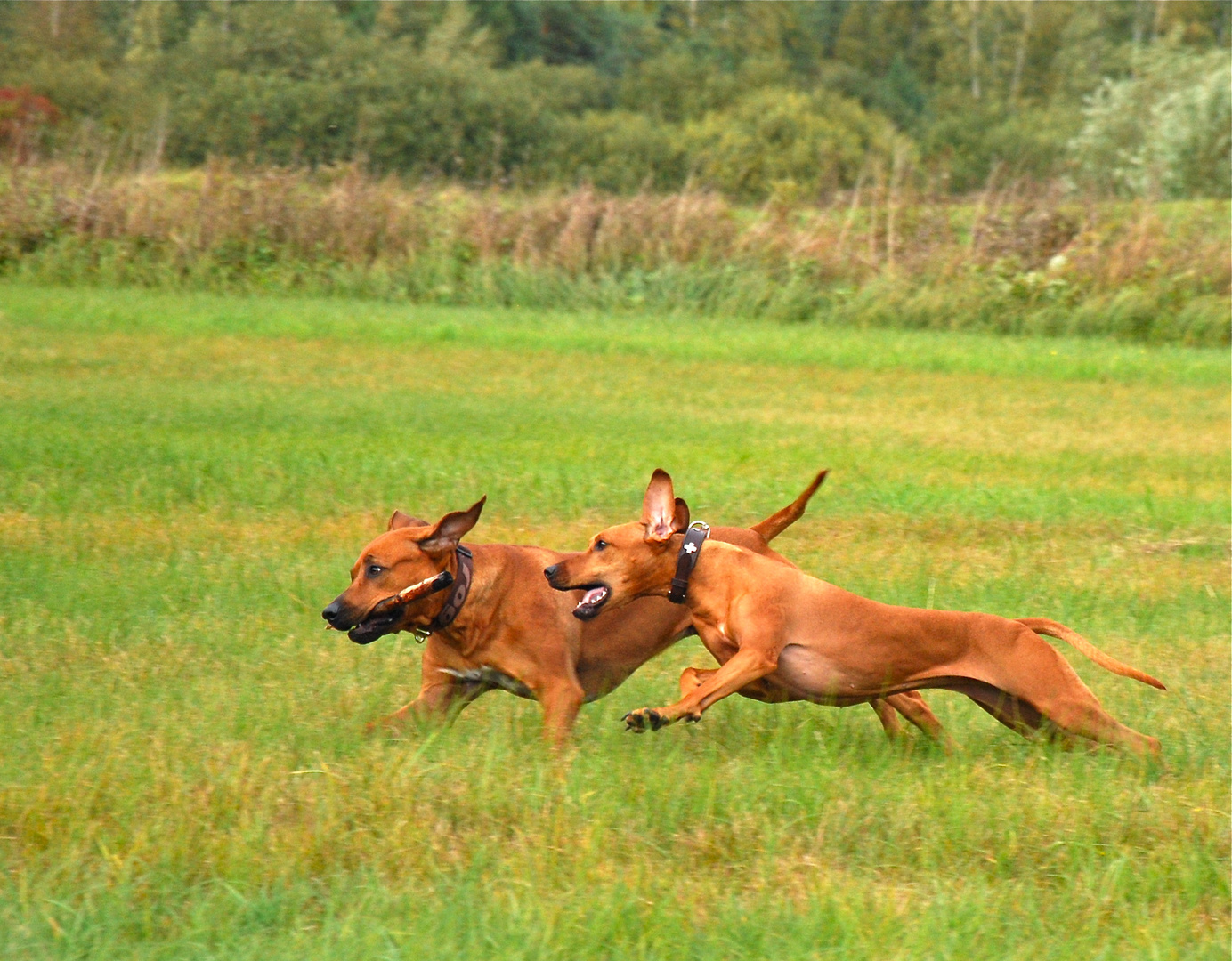 Die "Jagd" nach dem Stock