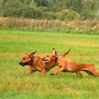 Die "Jagd" nach dem Stock