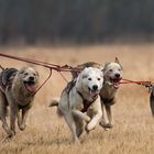 "Die Jagd nach der Zeit"