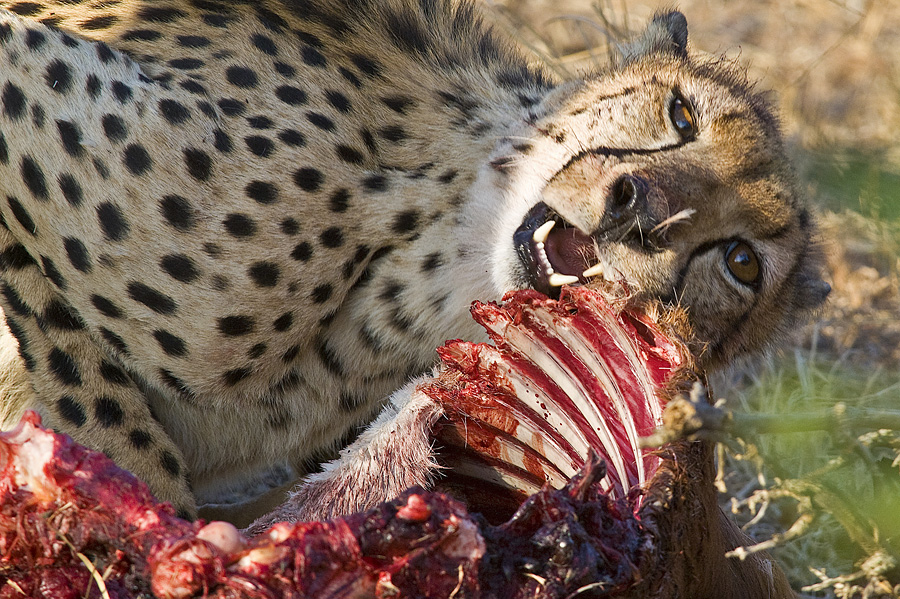 Die Jagd war Erfolgreich