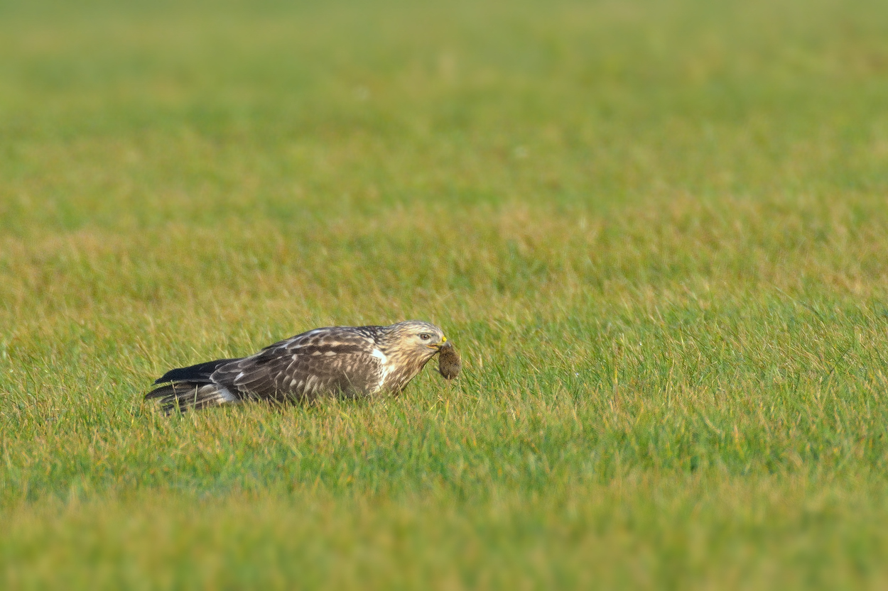 Die Jagd war erfolgreich