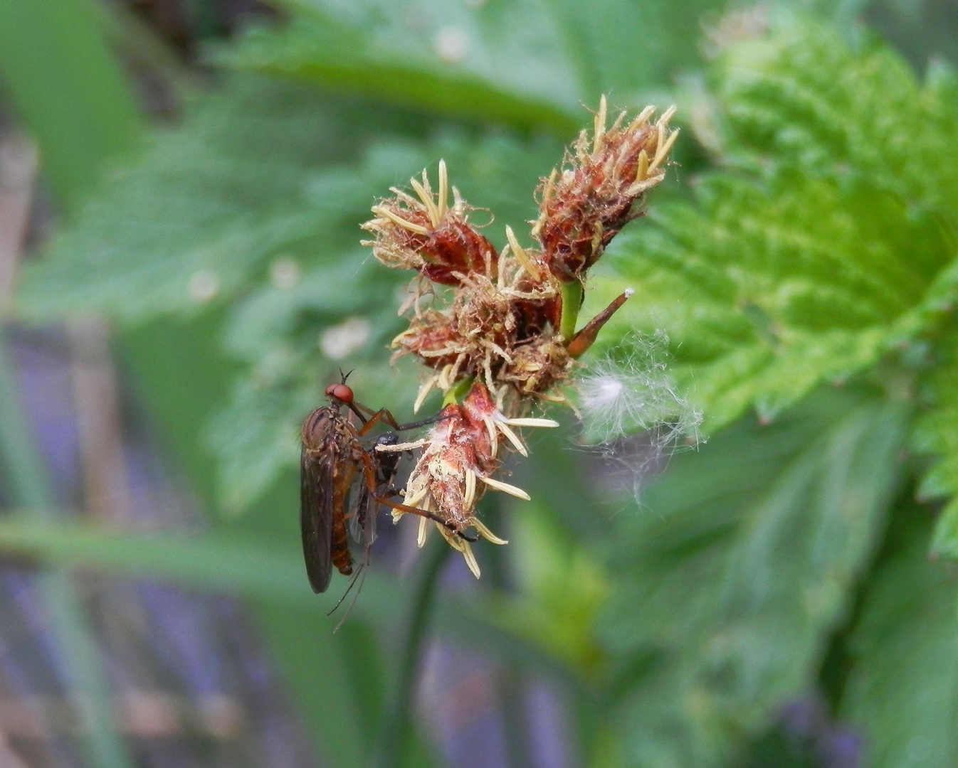 Die Jagd war erfolgreich - Helle Tanzfliege (Empis livida)