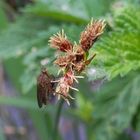 Die Jagd war erfolgreich - Helle Tanzfliege (Empis livida)