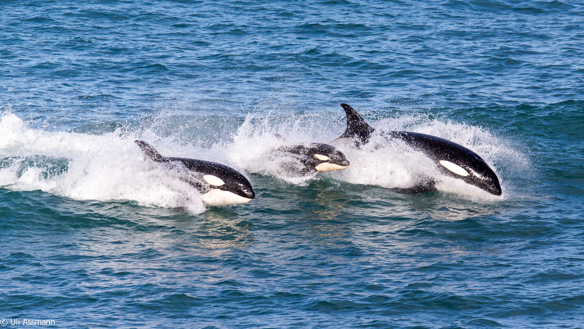 Die Jagdreviere der Orcas in Patagonien