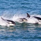 Die Jagdreviere der Orcas in Patagonien