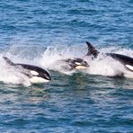 Die Jagdreviere der Orcas in Patagonien