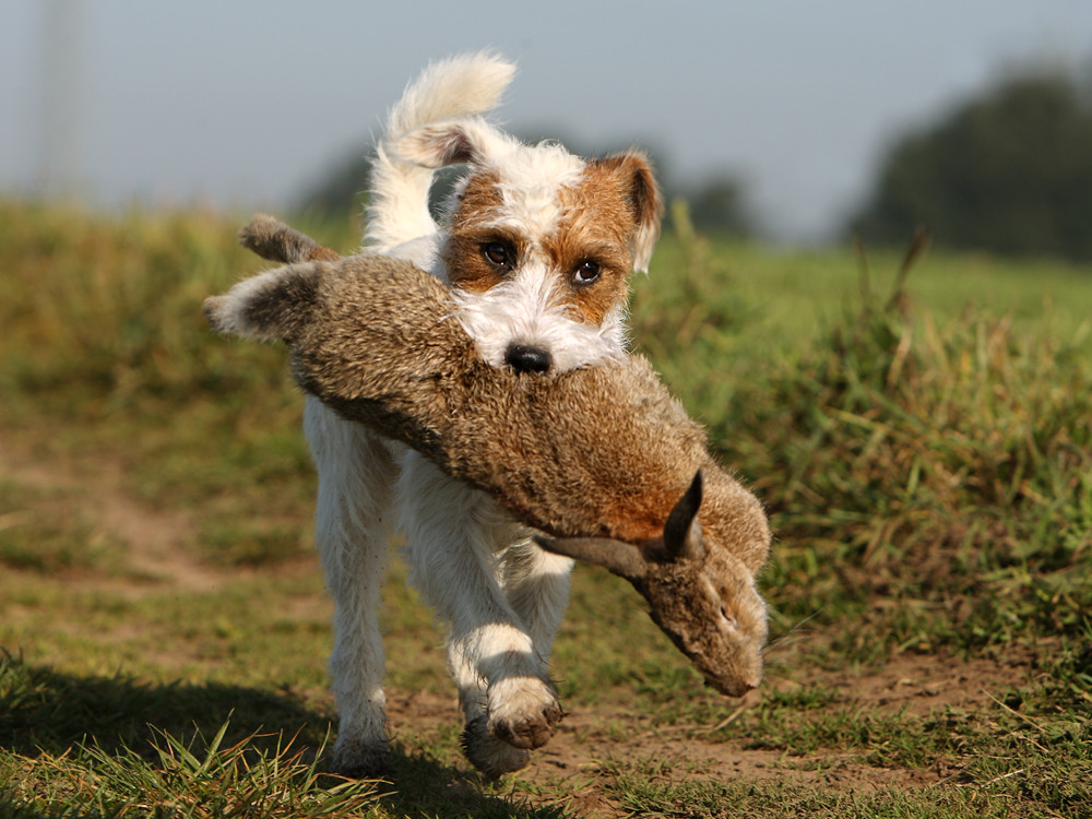 Die Jagdsaison beginnt ...