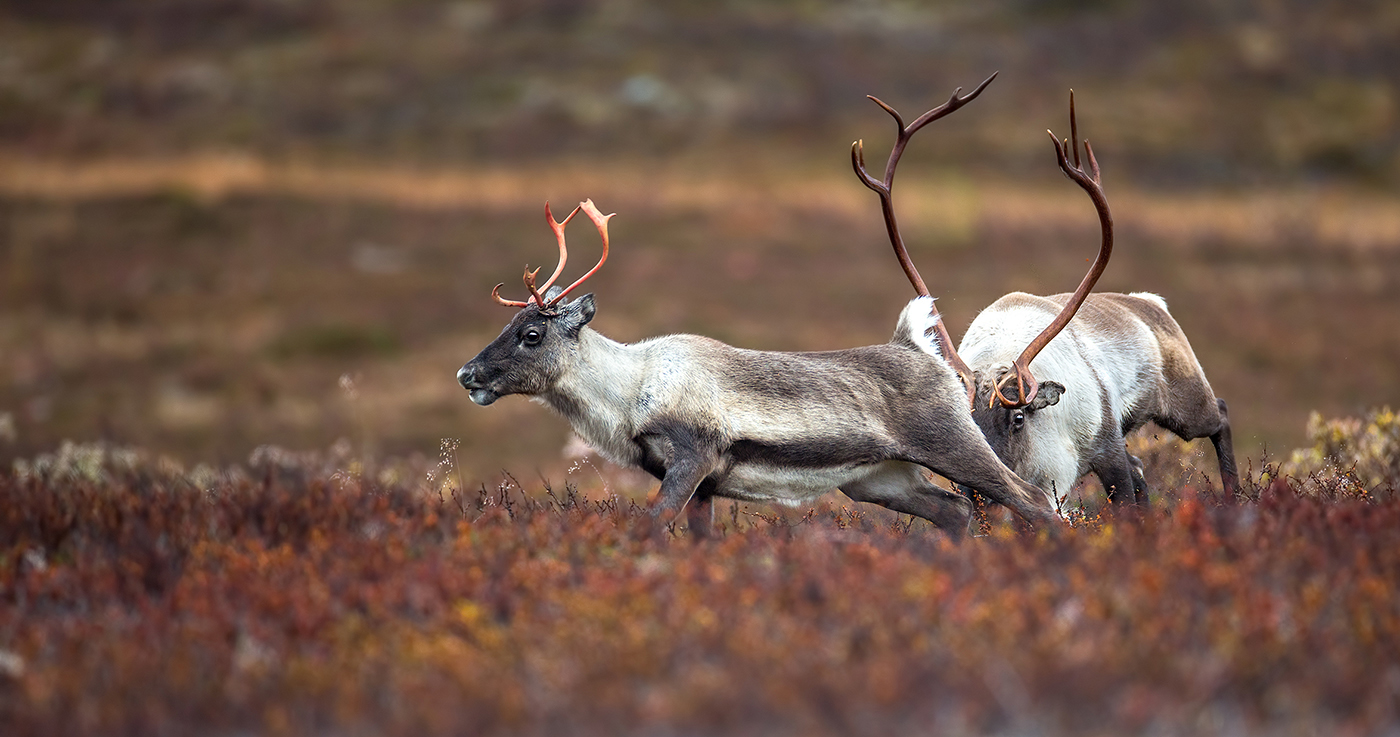 Die Jagdsaison ist eröffnet