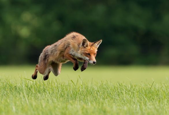 Die jagende Fuchsfähe...