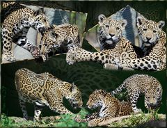 Die Jaguarfamilien-Collage