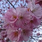 Die Japanische Blütenkirsche
