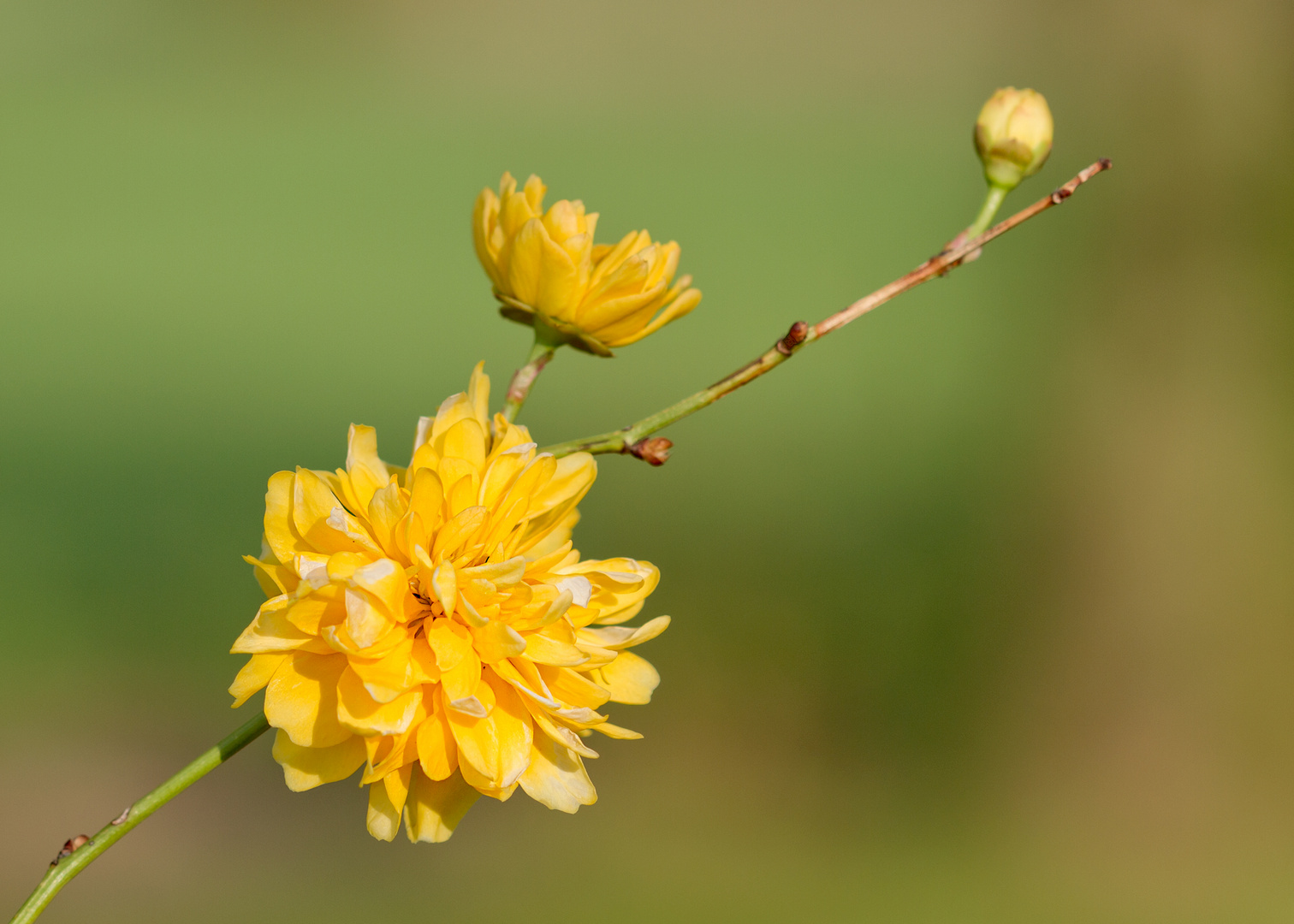 Die Japanische Kerrie (Kerria japonica)