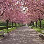 Die Japanische-Kirschblüten-Allee.....