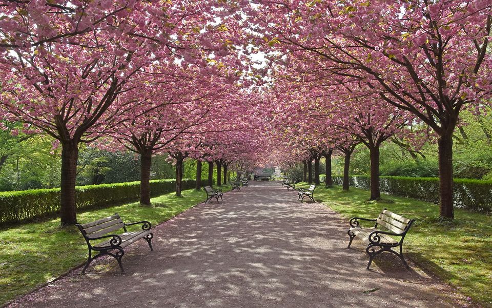 Die Japanische-Kirschblüten-Allee.....