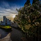 Die Jasminblüte und Assisi