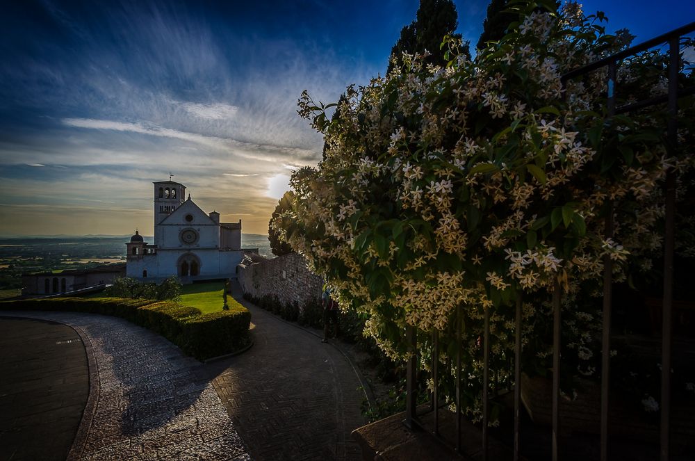 Die Jasminblüte und Assisi