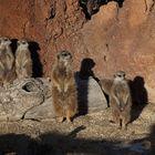 Die Jogy Truppe im ZOO Zürich