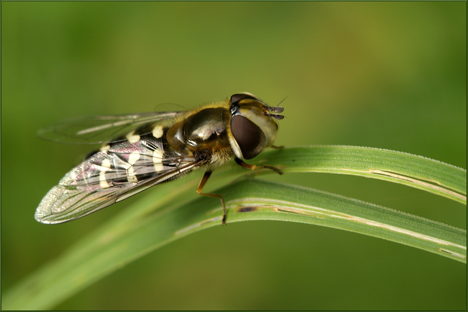 Die Johannisbeer-Schwebfliege