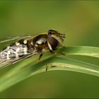 Die Johannisbeer-Schwebfliege