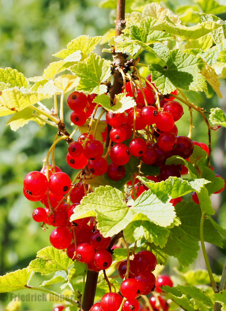 Die Johannisbeeren sind reif