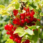 Die Johannisbeeren sind reif