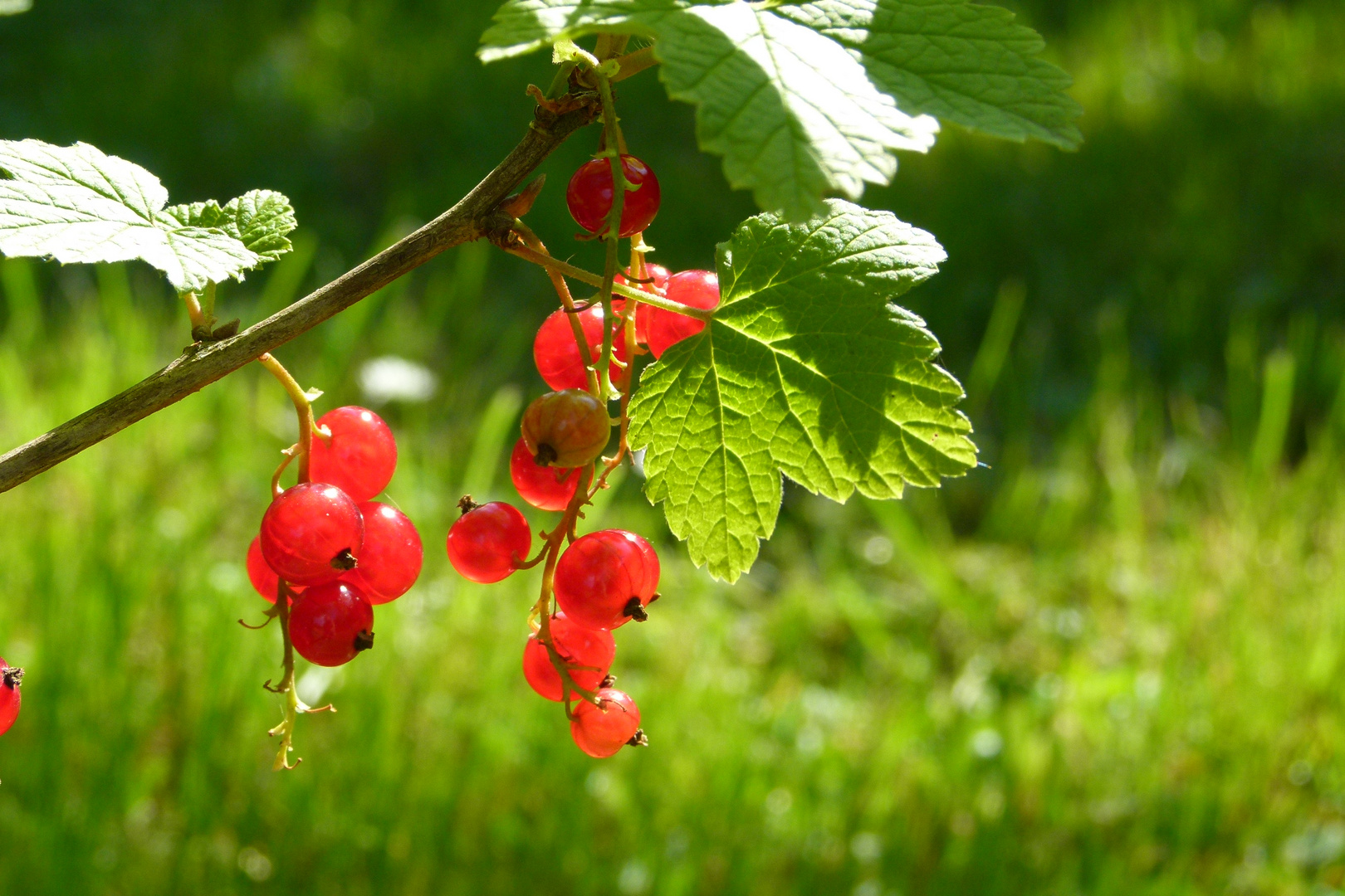 Die Johannisbeeren sind reif!