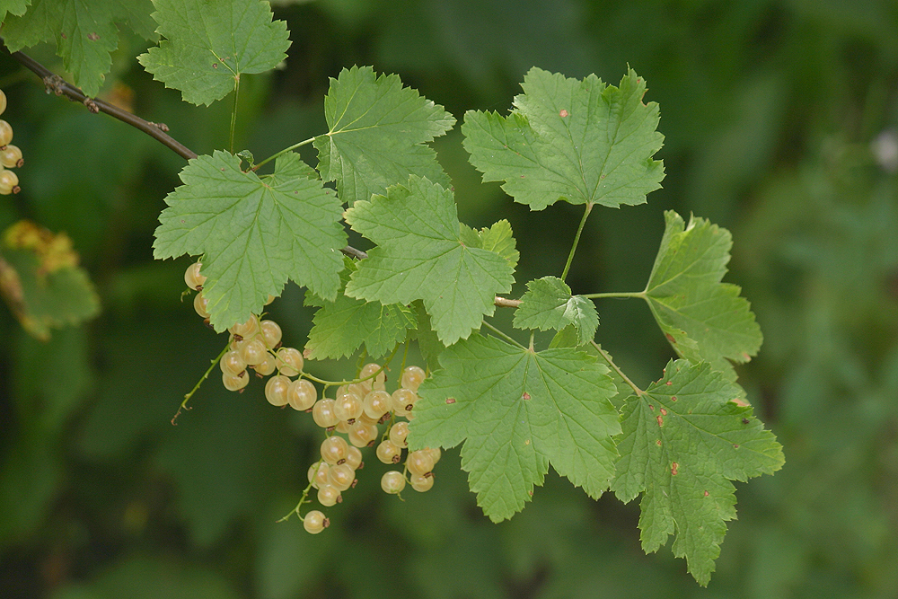 die Johannisbeeren sind reif