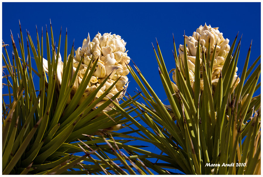 Die Joshua Trees blühen