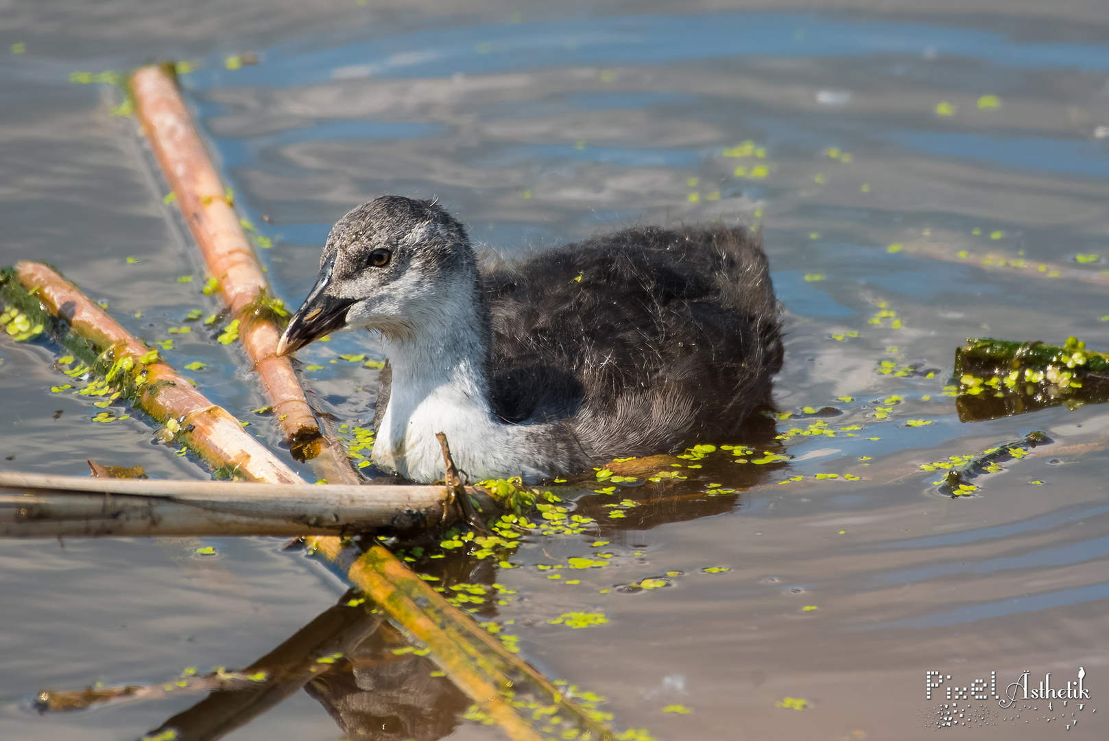 Die Jugend zieht um die...ääähh...den Teich