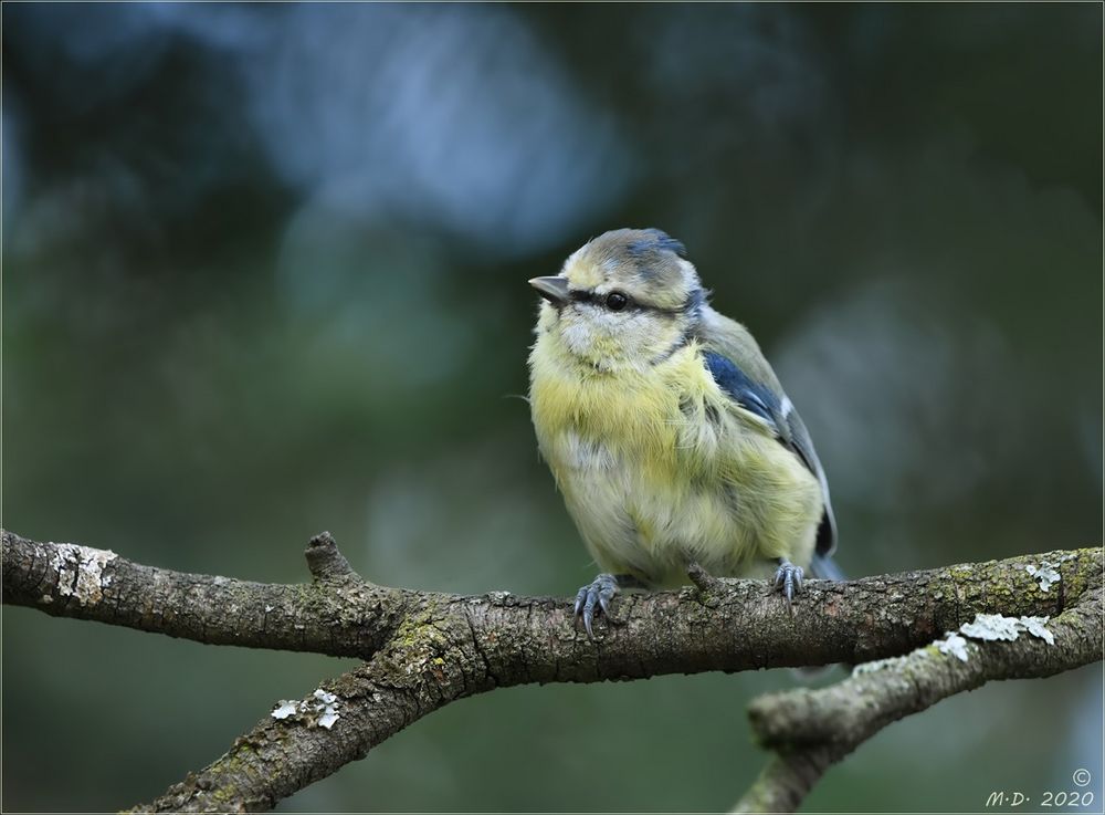 Die jugendliche Blaumeise ...