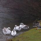 Die Jugendlichen aus der Familie Schwan