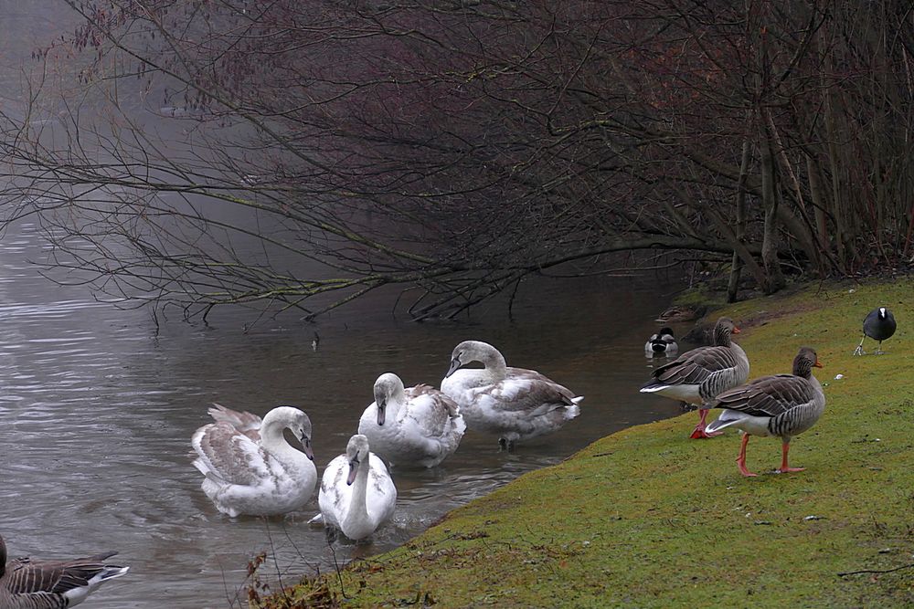 Die Jugendlichen aus der Familie Schwan