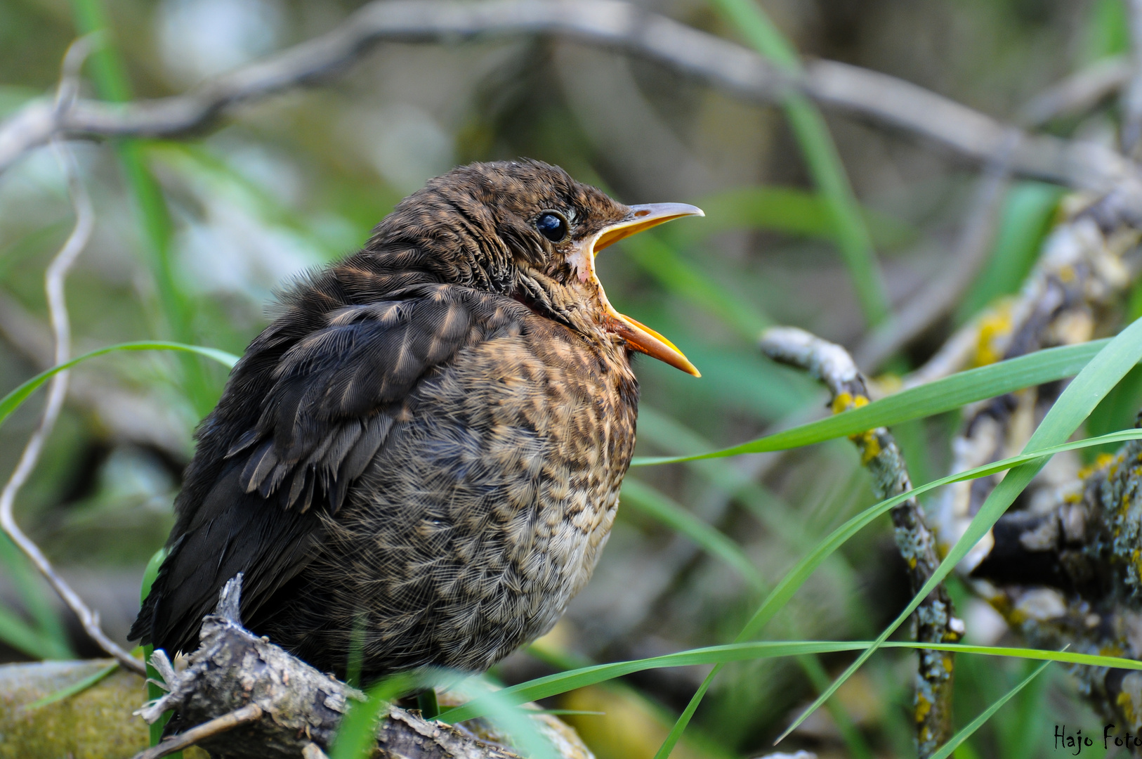 Die junge Amsel....