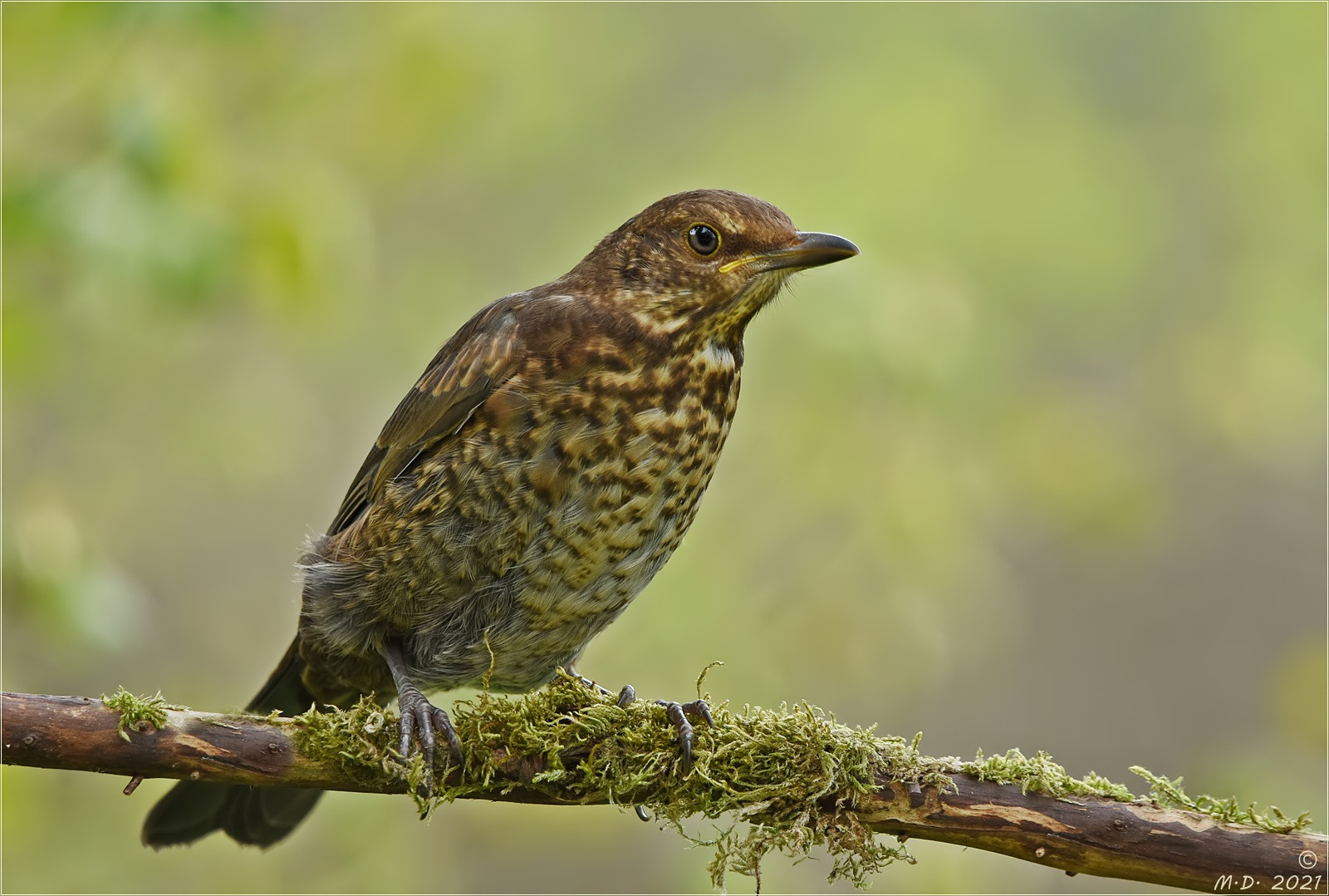 Die junge Amsel ...