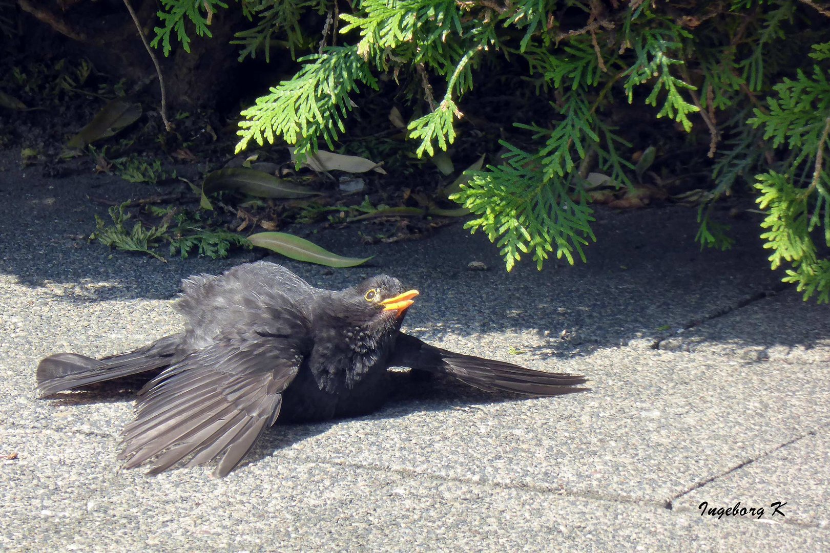 Die Junge Amsel nimmt Sonnenbad