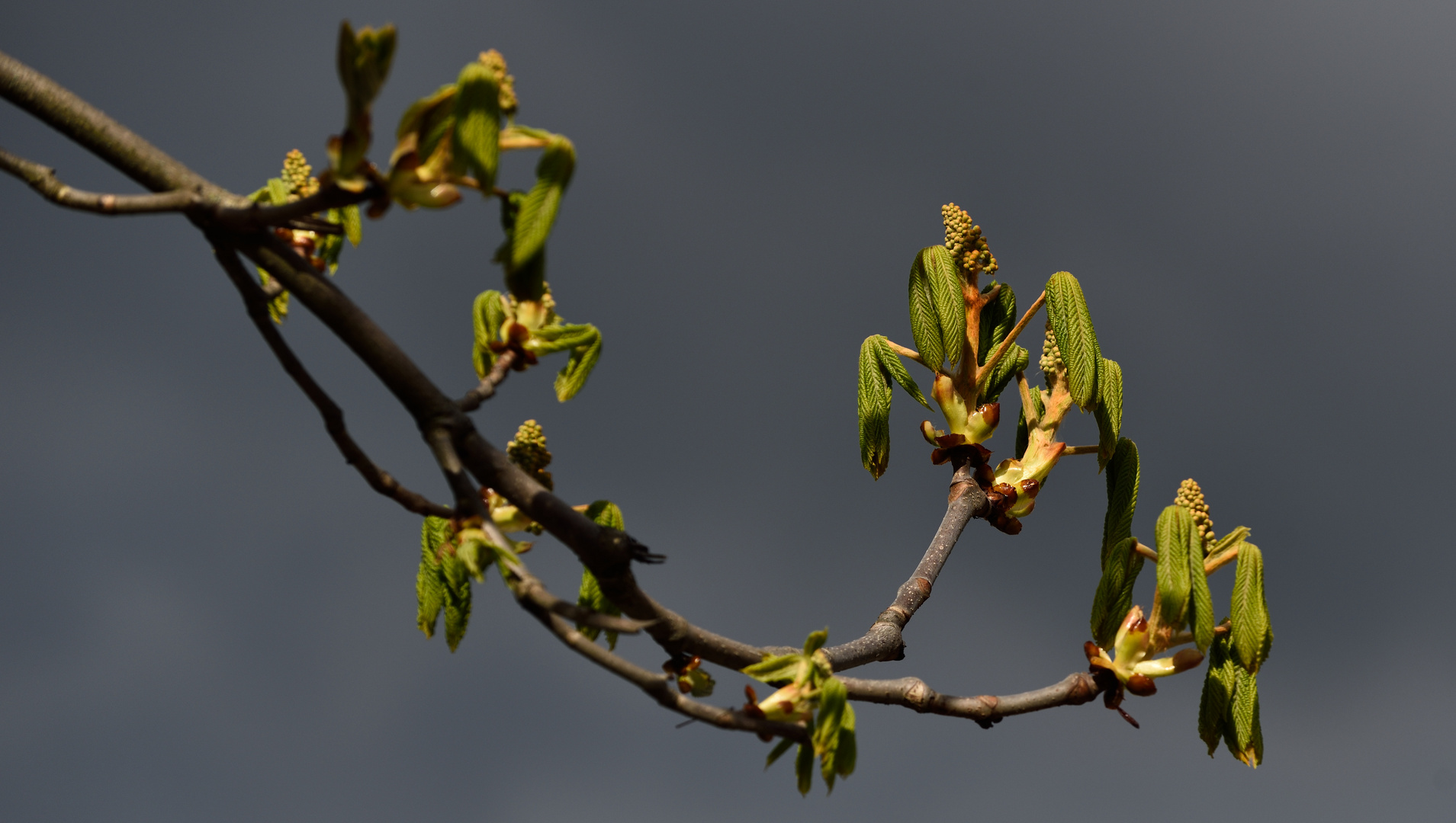 Die junge Blüte der Rosskastanie