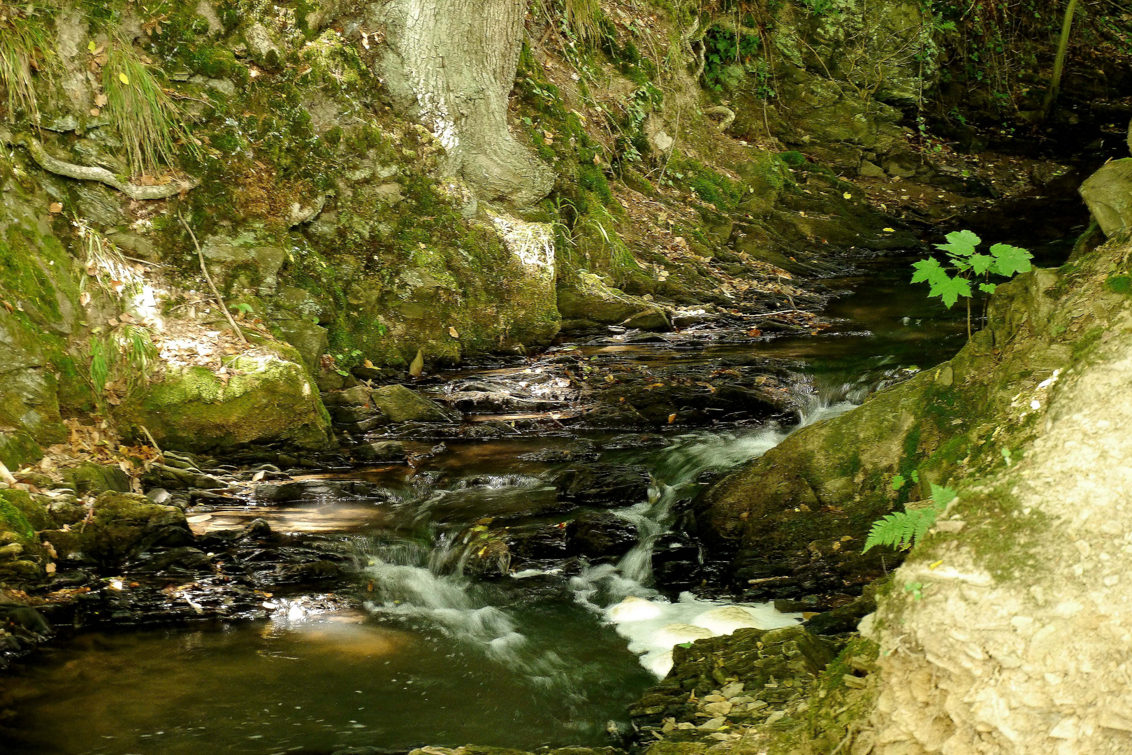 Die junge Düssel, in der Nähe von der Aprather Mühle.