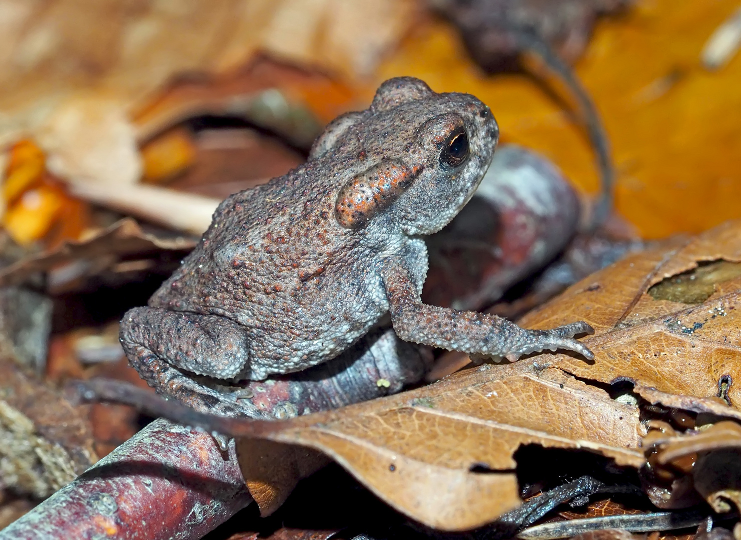 Die junge Erdkröte (Bufo bufo) entdeckt die Welt!  -  Le petit crapaud se réjouit de la vie!