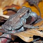 Die junge Erdkröte (Bufo bufo) entdeckt die Welt!  -  Le petit crapaud se réjouit de la vie!