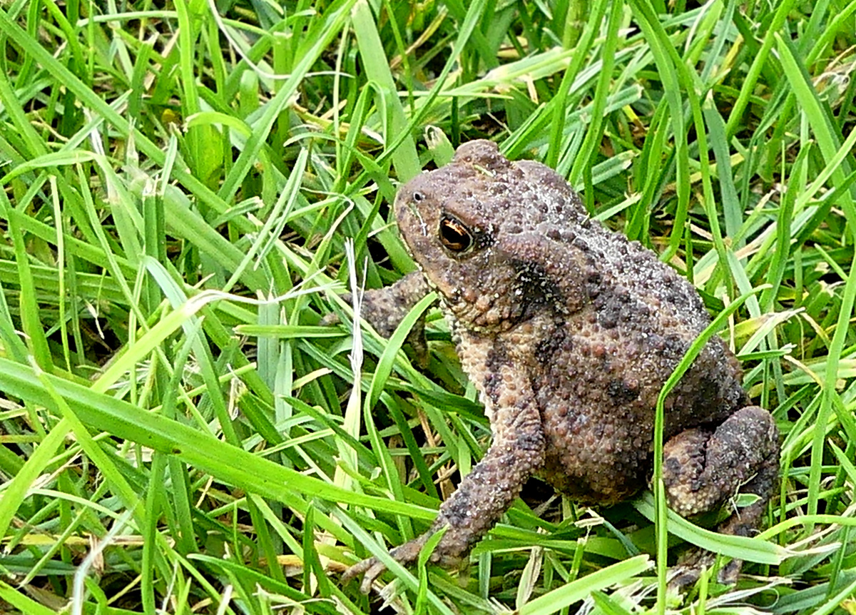 Die junge Erdkröte traf ich heute wieder in unserem Garten