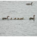 Die junge Gänsefamilie.