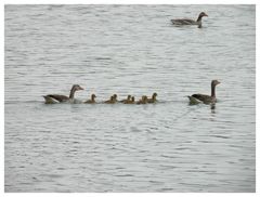 Die junge Gänsefamilie.