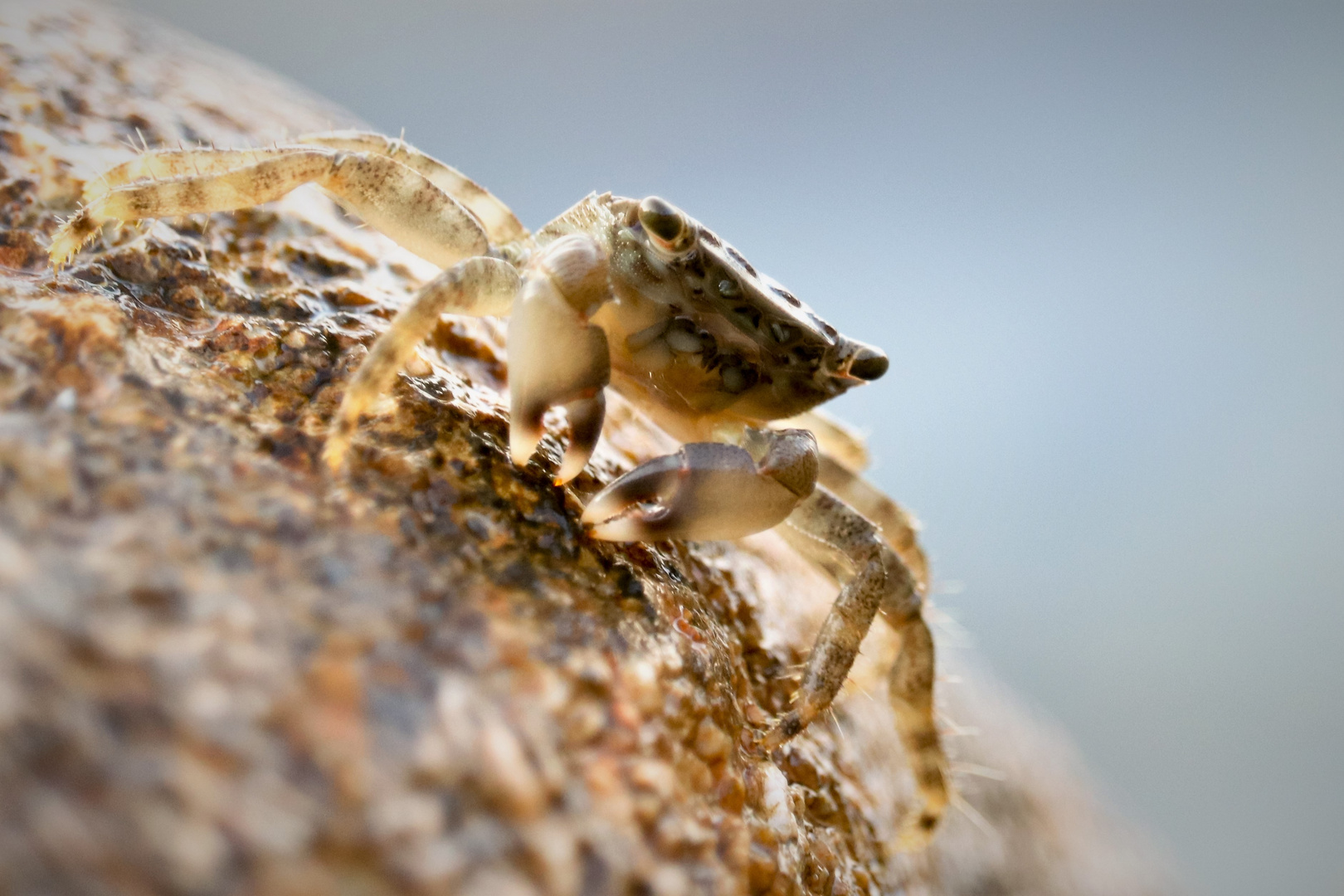 Die junge gemeine Strandkrabbe ...